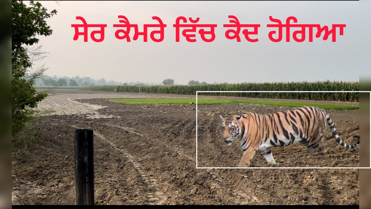 ਸ਼ੇਰ ਵੀਡੀਓ ਵਿੱਚ ਕੈਦ | Amrik Bhaini Jassa