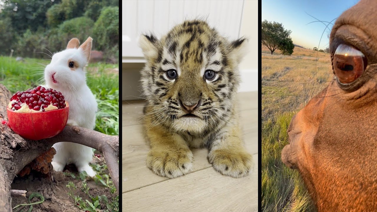 Cute and funny ANIMALS 🐯Videos🔶 Сompilation # 8🔶