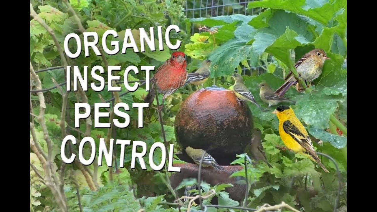 Attract Birds NO Spray Insect Pest Control in Your Garden with Water Fountain