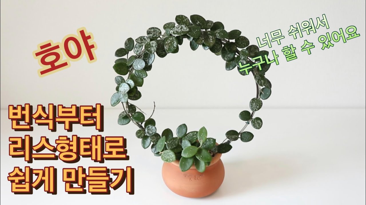 호야 감각적으로 키우기 / 누구나 쉽게 하는 번식부터 리스 만드는 방법까지