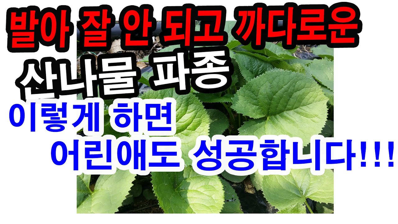발아가 잘 안되고 까다로은 산나물 파종. 이렇게 하면 어린애도 성공합니다.. 처음 파종하시는 분은 이렇게 해보세요. (산나물 파종, 취나물 파종, 곰취파종, 명이나물 파종법 등)
