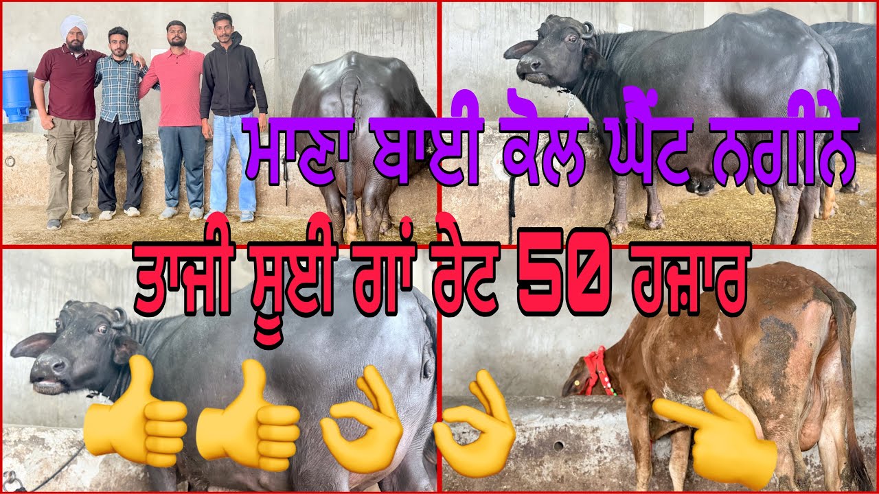 19 ਮਾਰਚ 2026 ਫ਼ੋਨ 8427407053👈 ਮਾਣਾ ਡੇਰੀ ਫਾਰਮ ਪਿੰਡ ਭੋਮਾ ਅੰਮ੍ਰਿਤਸਰ ਟੋਪ ਝੋਟੀਆਂ ਤਾਜੀ ਸੂਈ ਗਾਂ 🔥🔥👌👌🔥🔥