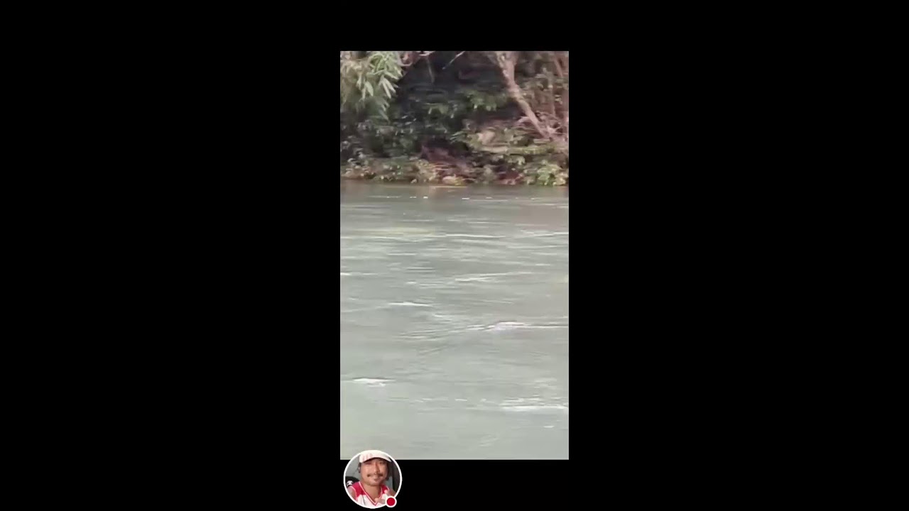 Brave dog || swimming strong river 