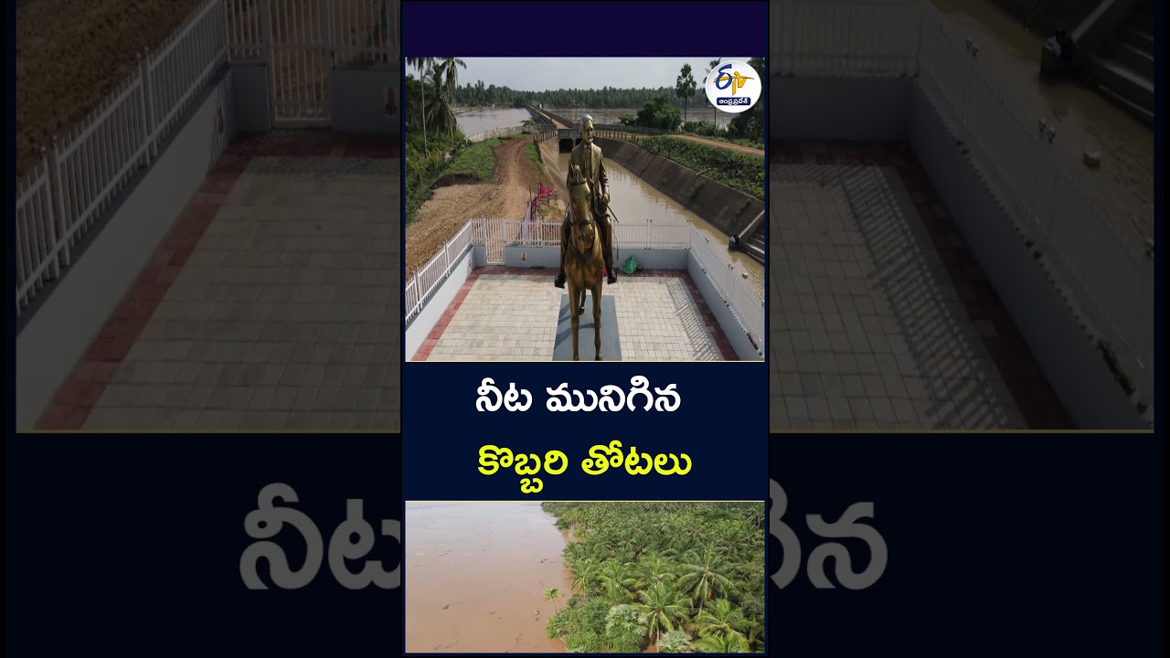 నీట మునిగిన కొబ్బరి తోటలు