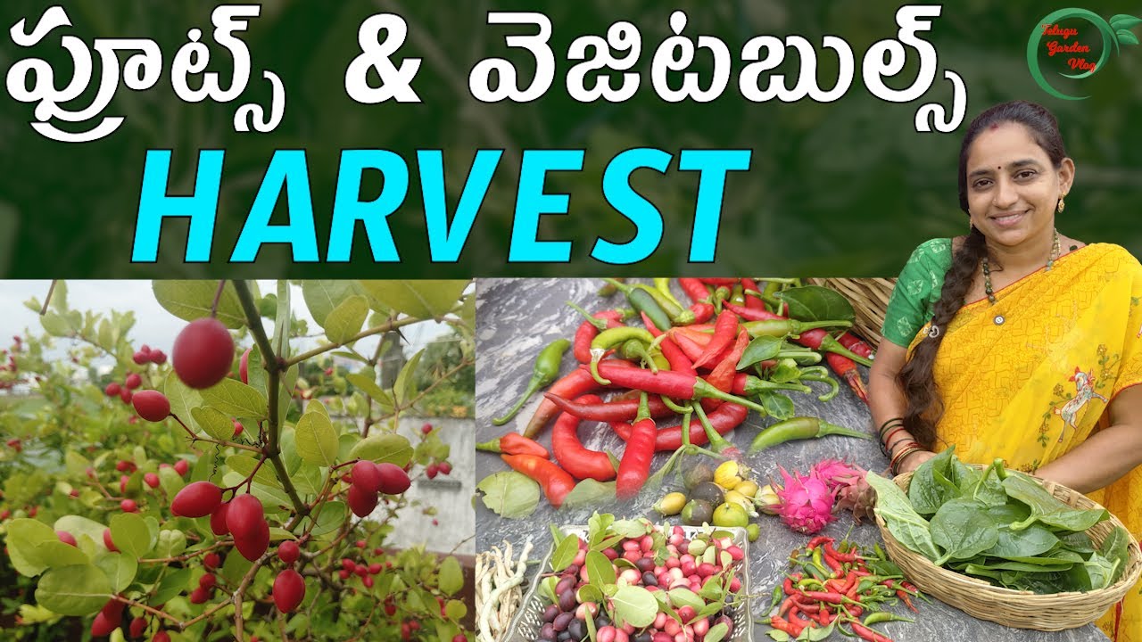 హార్వెస్ట్ బాగా వచ్చింది | FRUITS & VEGETABLE HARVEST || TELUGU GARDEN VLOG