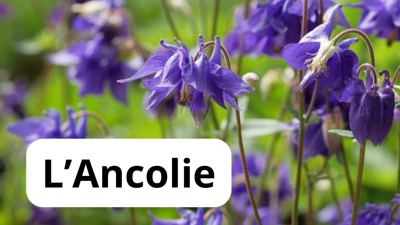 Comment faire pousser une ANCOLIE.