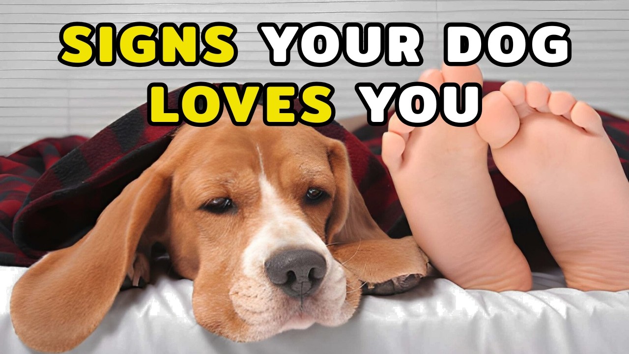 8 Behaviors That Prove Your Dog Loves You