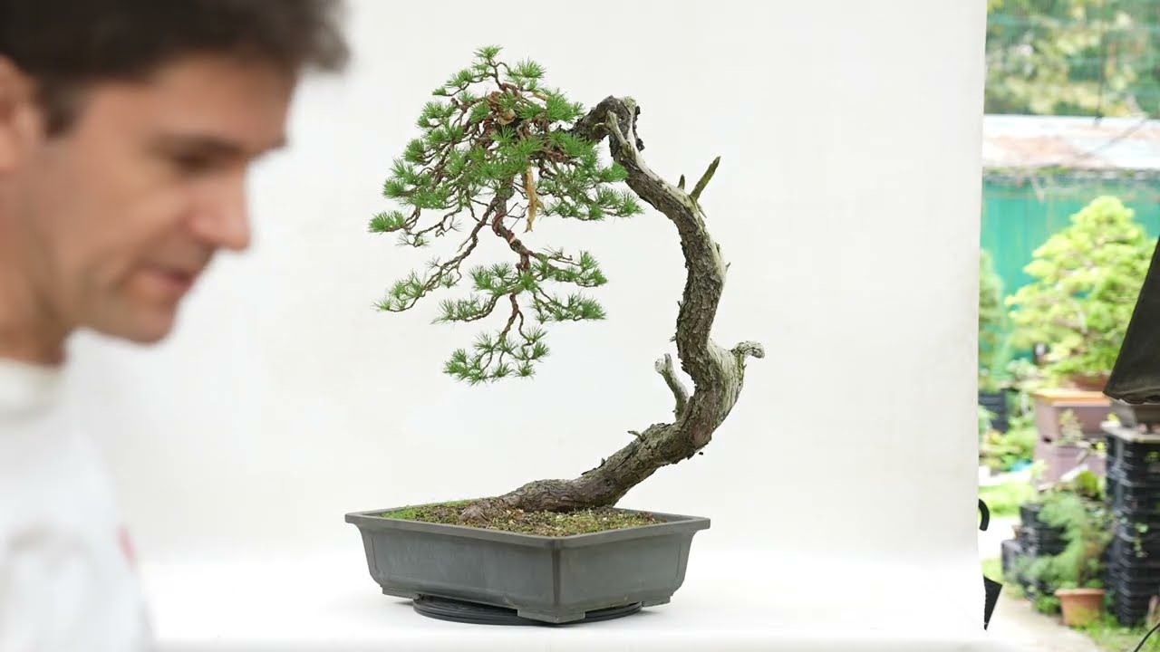 Pinus sylvestris 