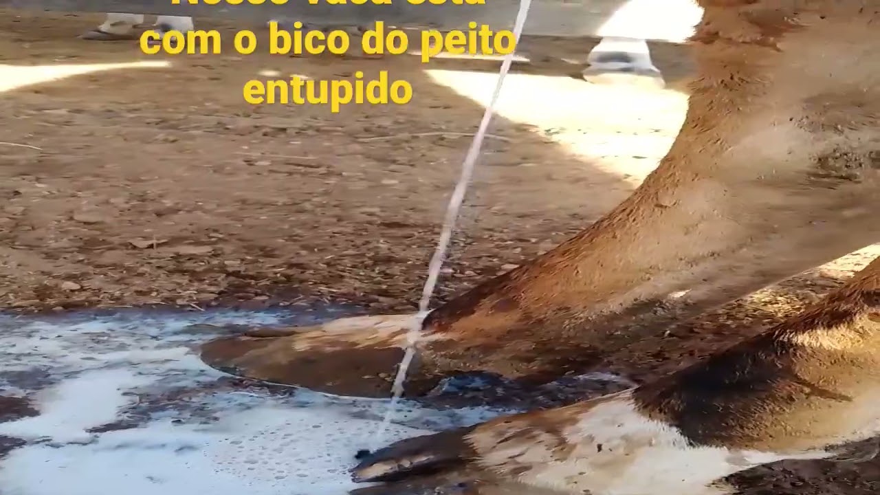 nossa vaca Tiririca est&aacute; com o bico do peito entupido e n&atilde;o vai nada de leite tirando na m&atilde;o