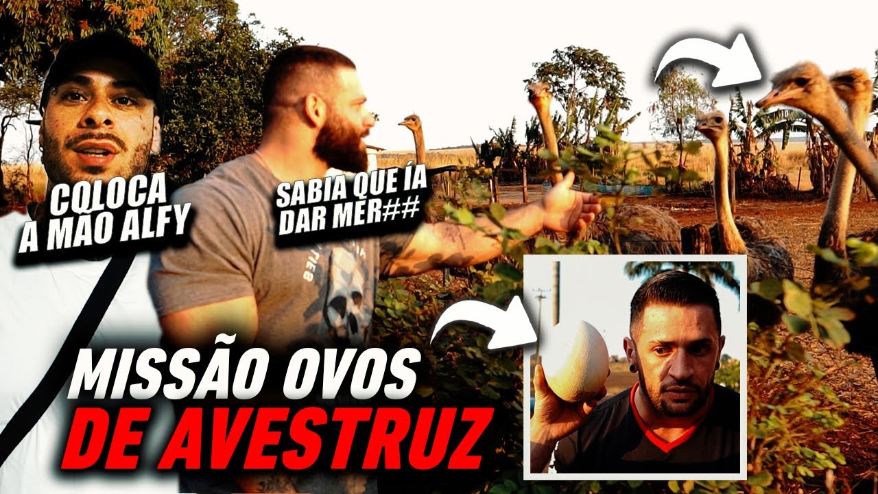 LEO STRONDA DESAFIA ALFY POLLY PARA ENCONTRAR OVOS DE AVESTRUZ PARA O FABIO GIGA