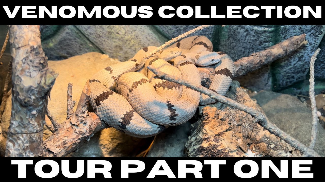 VENOMOUS COLLECTION TOUR PART 1 | USA RATTLESNAKES