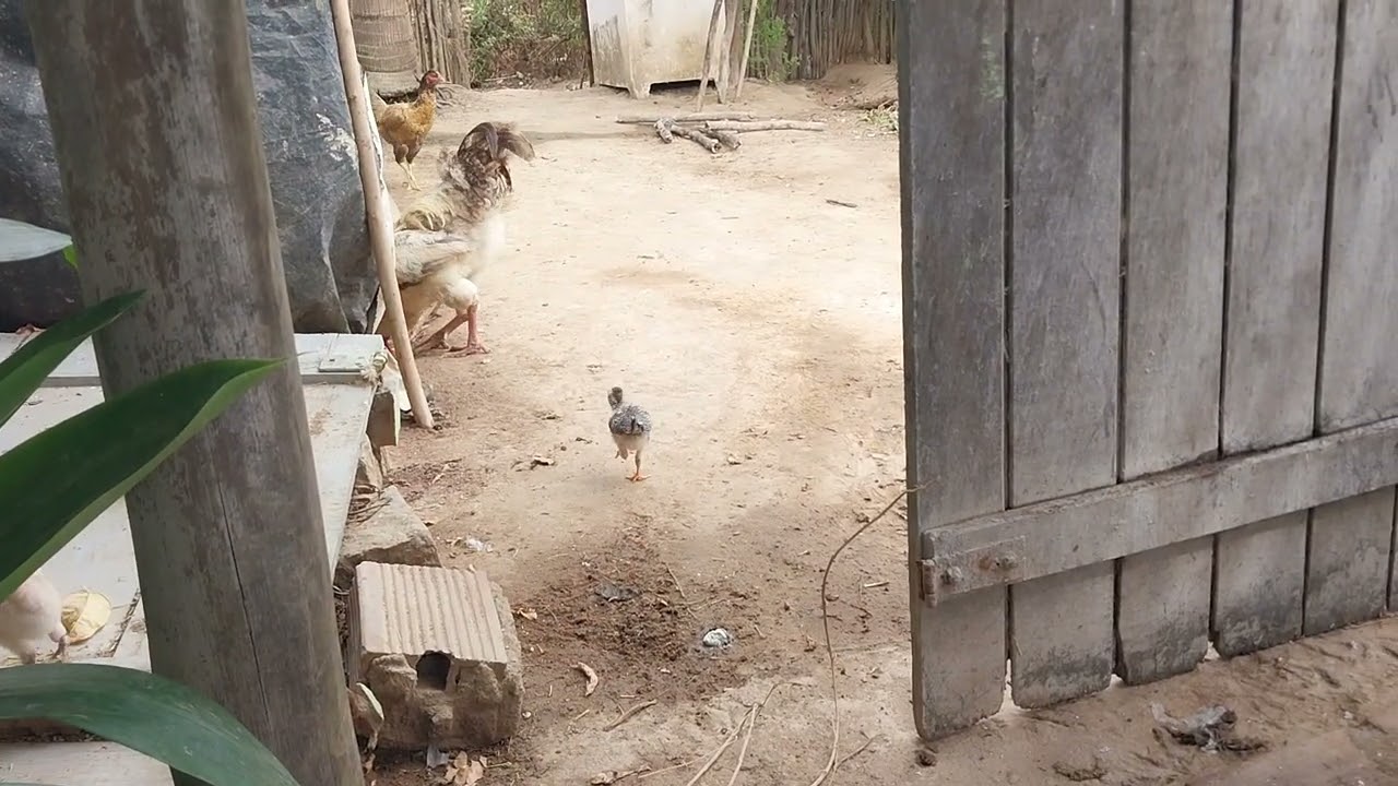 A GALINHA E OS PITINHOS 