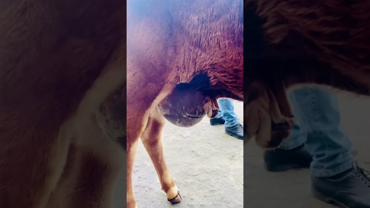 Umbilical hernia in calf