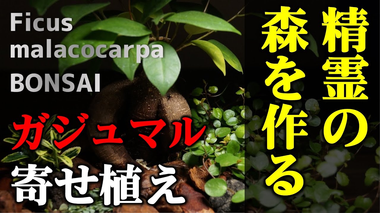 【秘訣は〇〇〇！】ガジュマルを盆栽仕立ての寄せ植えにしてみた♪【観葉植物の植え替え・飾り方】