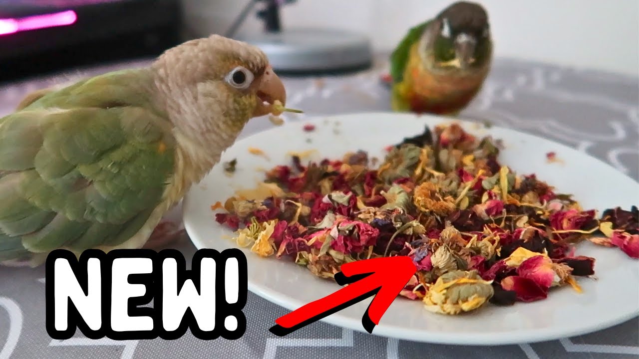 The BEST Parrot Food ? - Bio Bird Blends Avian Tea , Foraging Mixes & Powders | TheParrotTeacher
