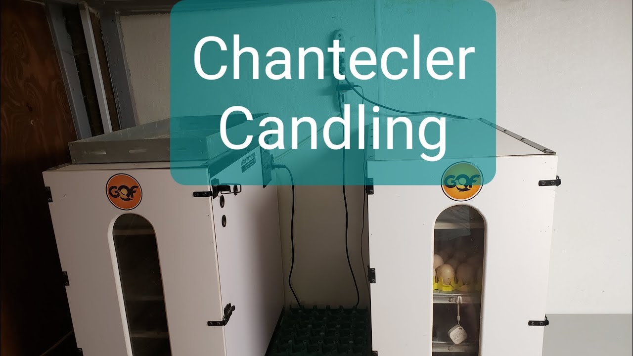 Candling Shipped Eggs - Chantecler - Space Planning