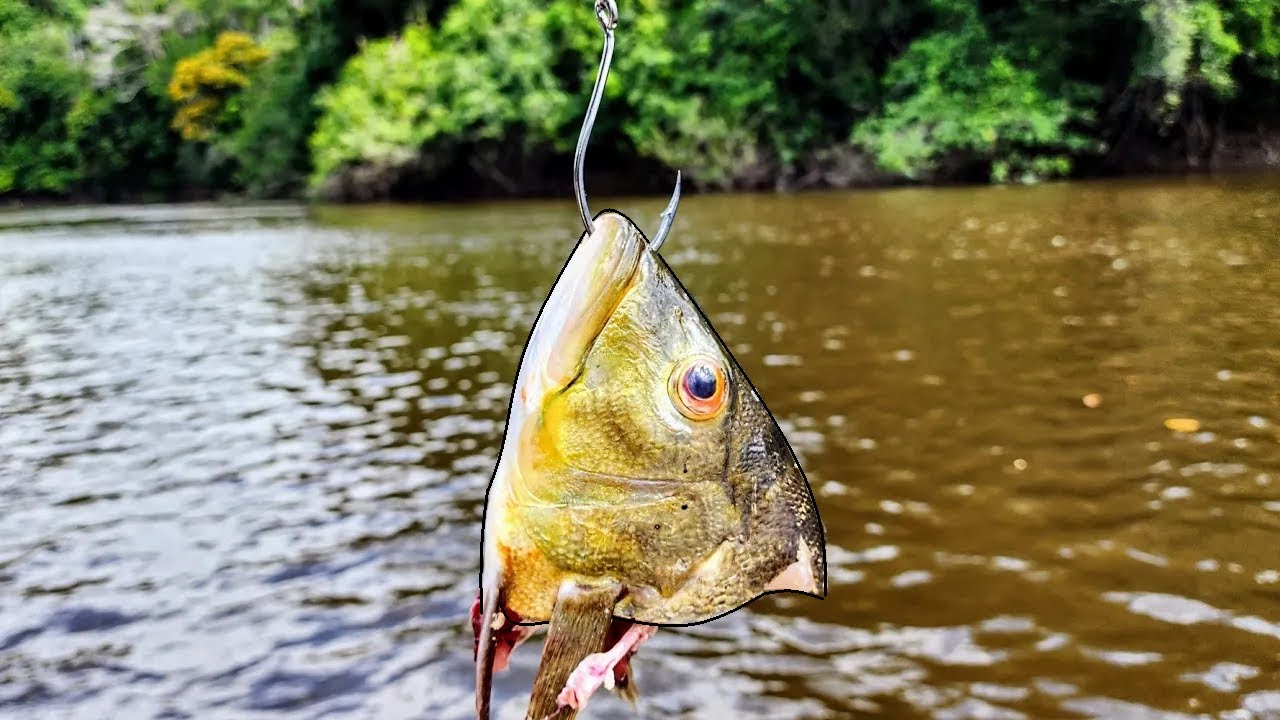 CATFISHING in the AMAZON RAINFOREST!! (Fishing for Monsters)