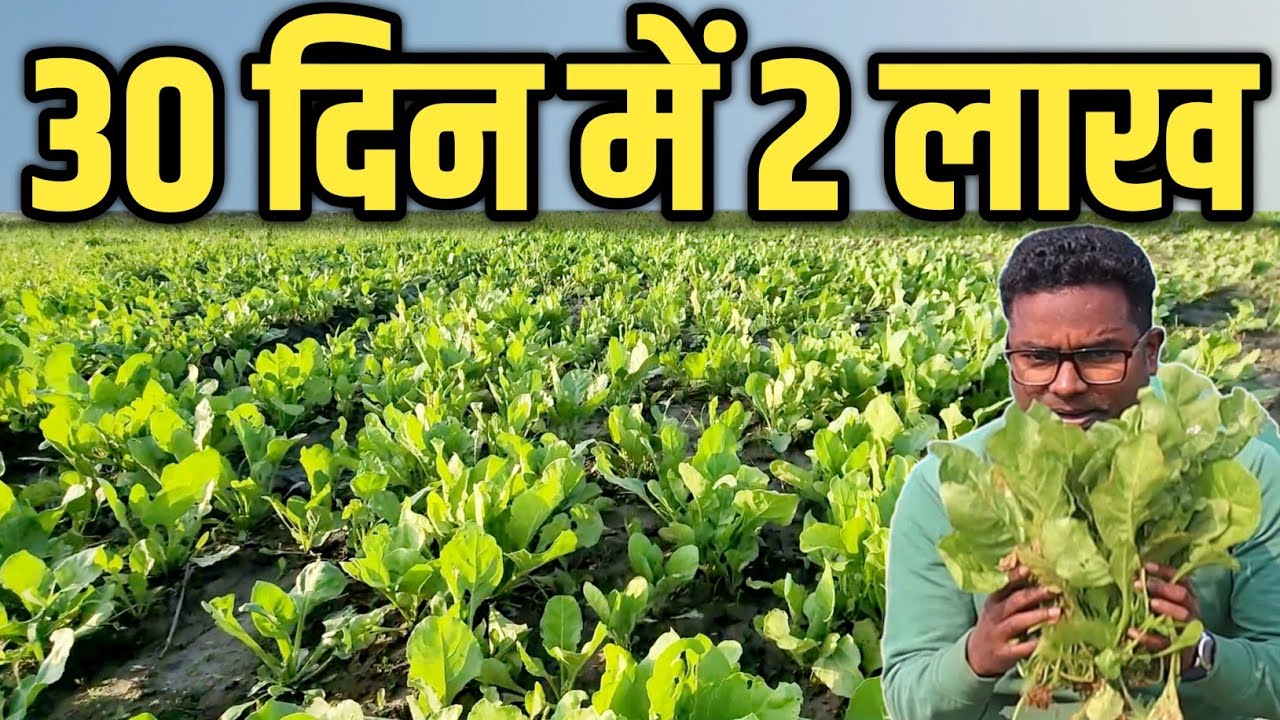Earn ₹2,00,000 in Just 30 Days with Spinach Farming | एक एकड़ से 30 दिन में 2 लाख पालक की खेती