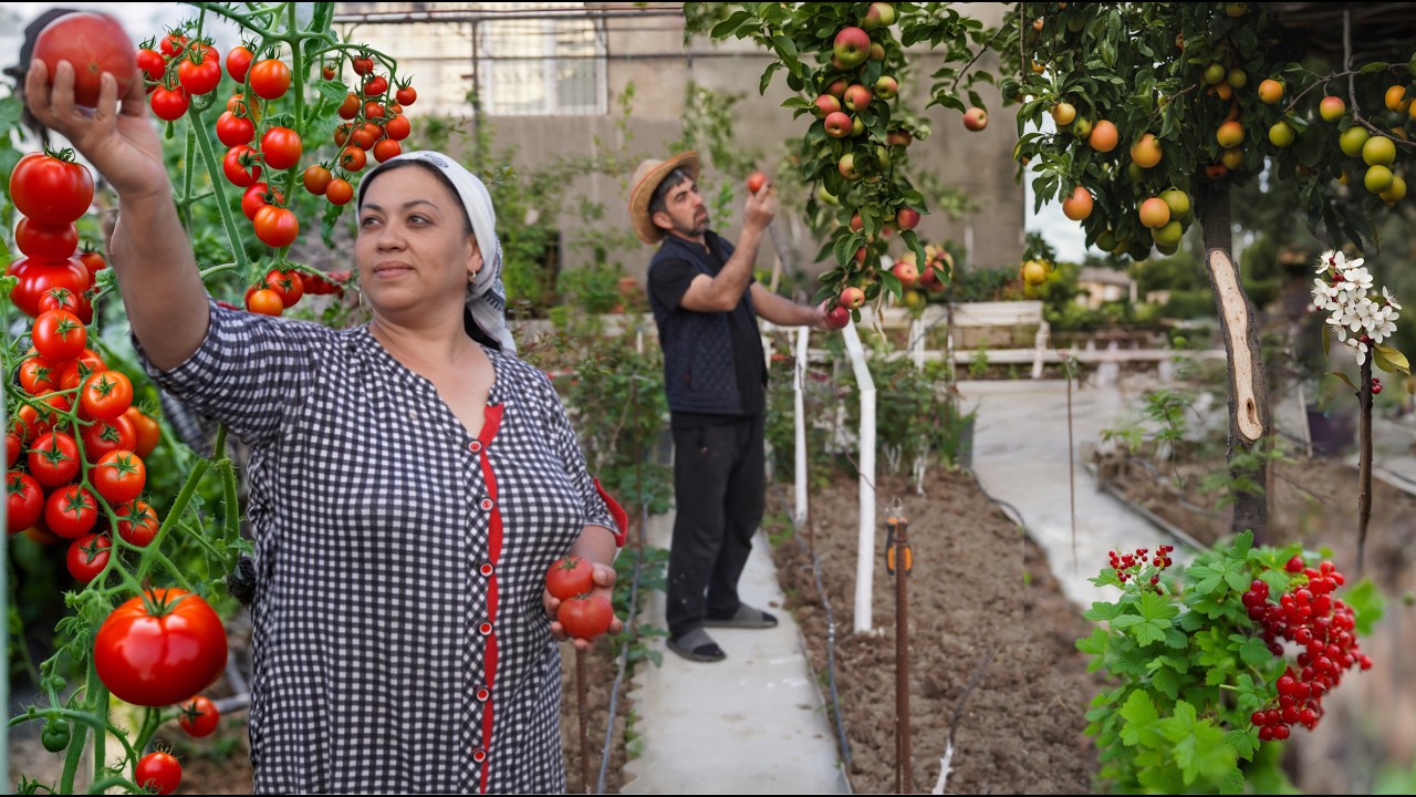 Раскрываем секреты Урожайность Теплицы: 1 неделя в Саду - Релаксационная деревенская жизнь