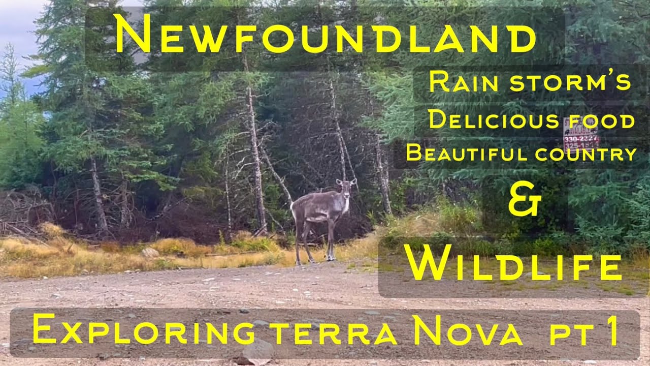 Newfoundland: Exploring Terra Nova Part 1
