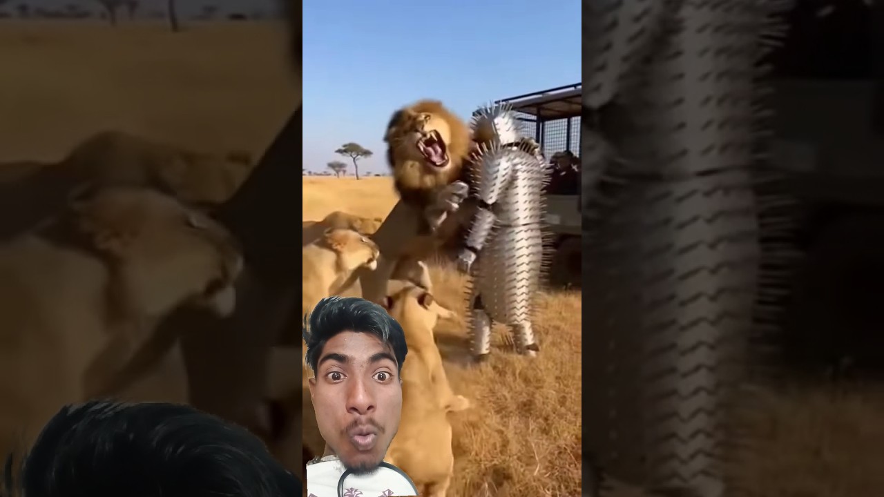 Man in Spiked Porcupine Suit Faces Lion Pride in Savanna… They Can’t Get Through