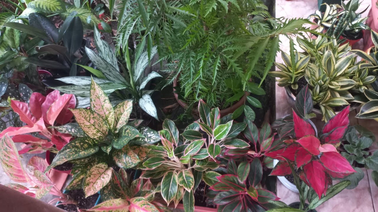 Organizei as plantas da calçada! Plantas de sombra e sol pleno. 