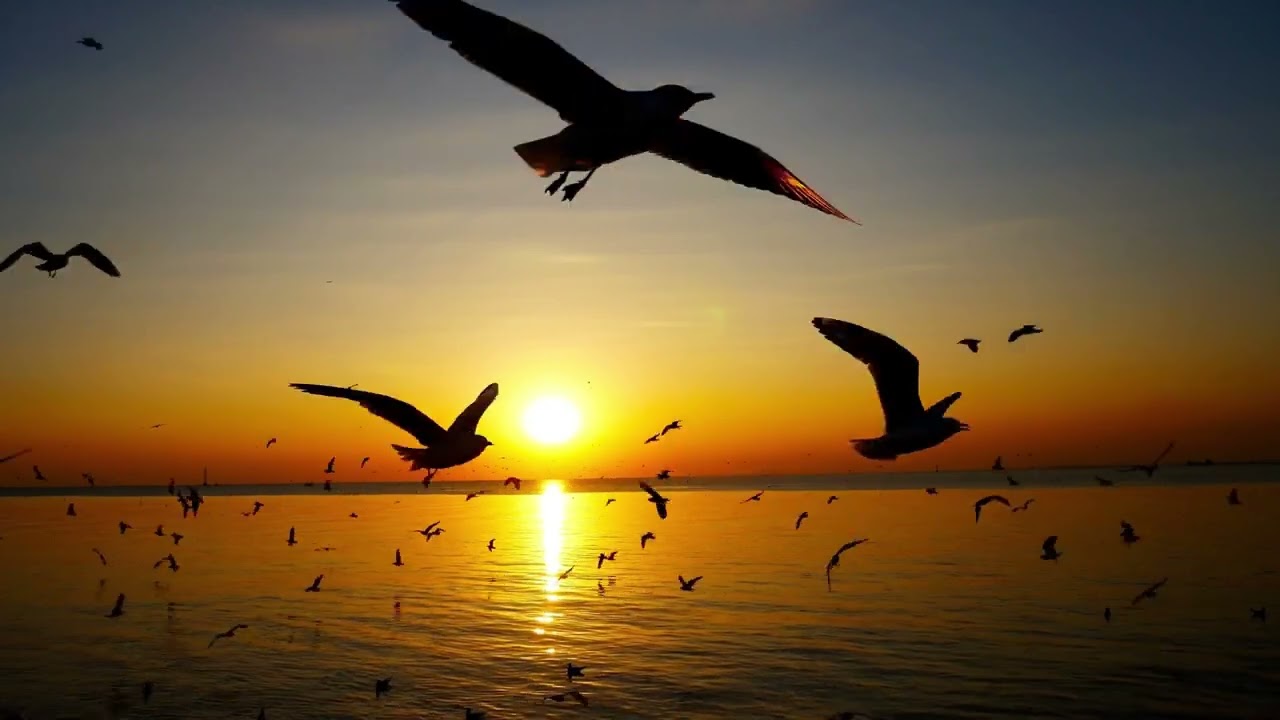 Pause bien-être : musique relaxante et mer apaisante