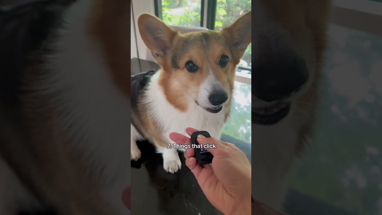 10 things that annoy my corgi