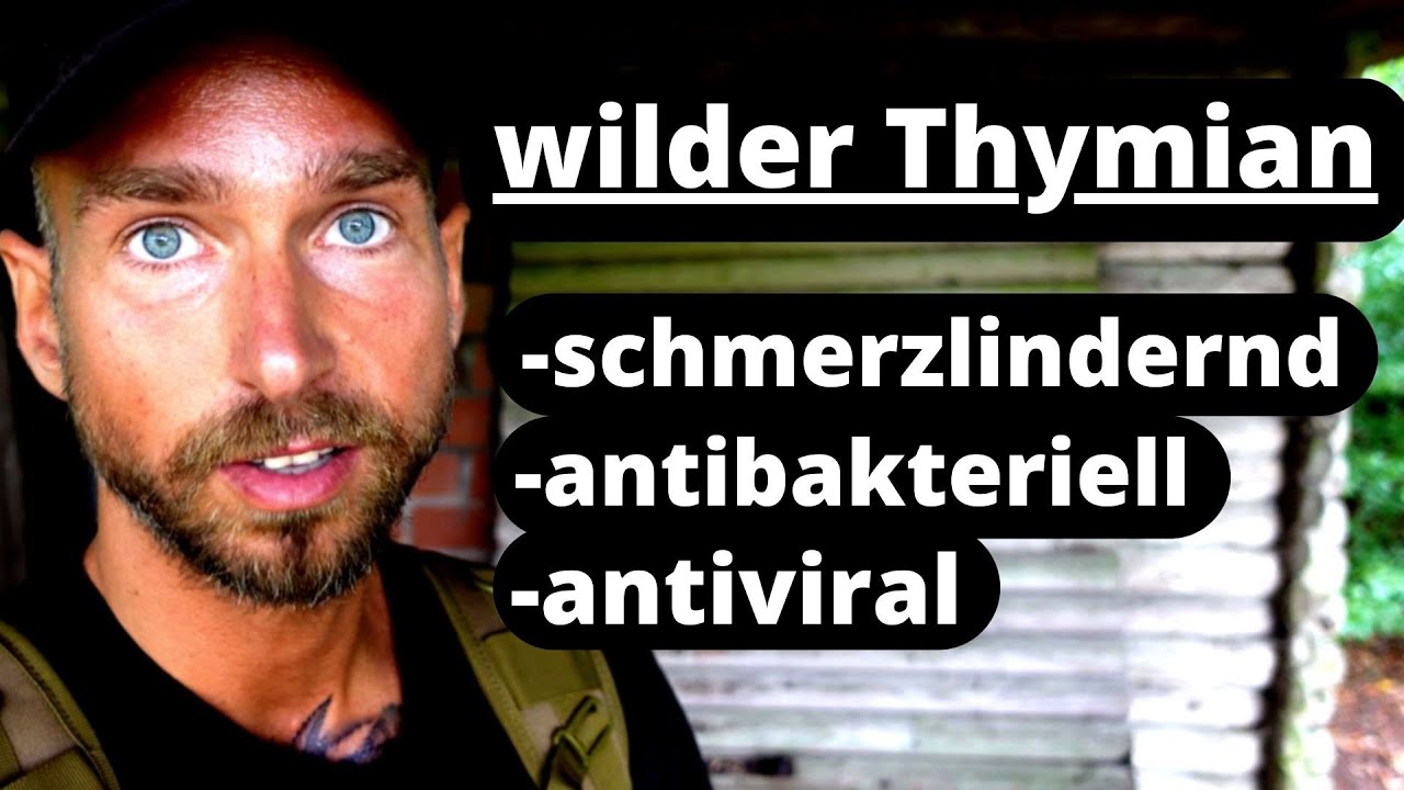 Wilder Thymian - bei Bronchitis und Schmerzen - antiviral und antibakteriell.