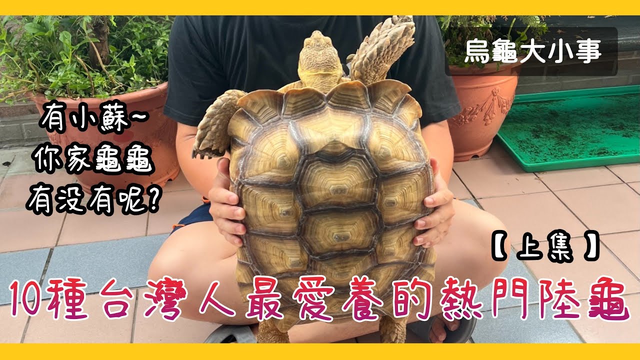 10種台灣人最愛養的超熱門陸龜!!!快來看看你家龜龜有沒有上榜吧？【上集】