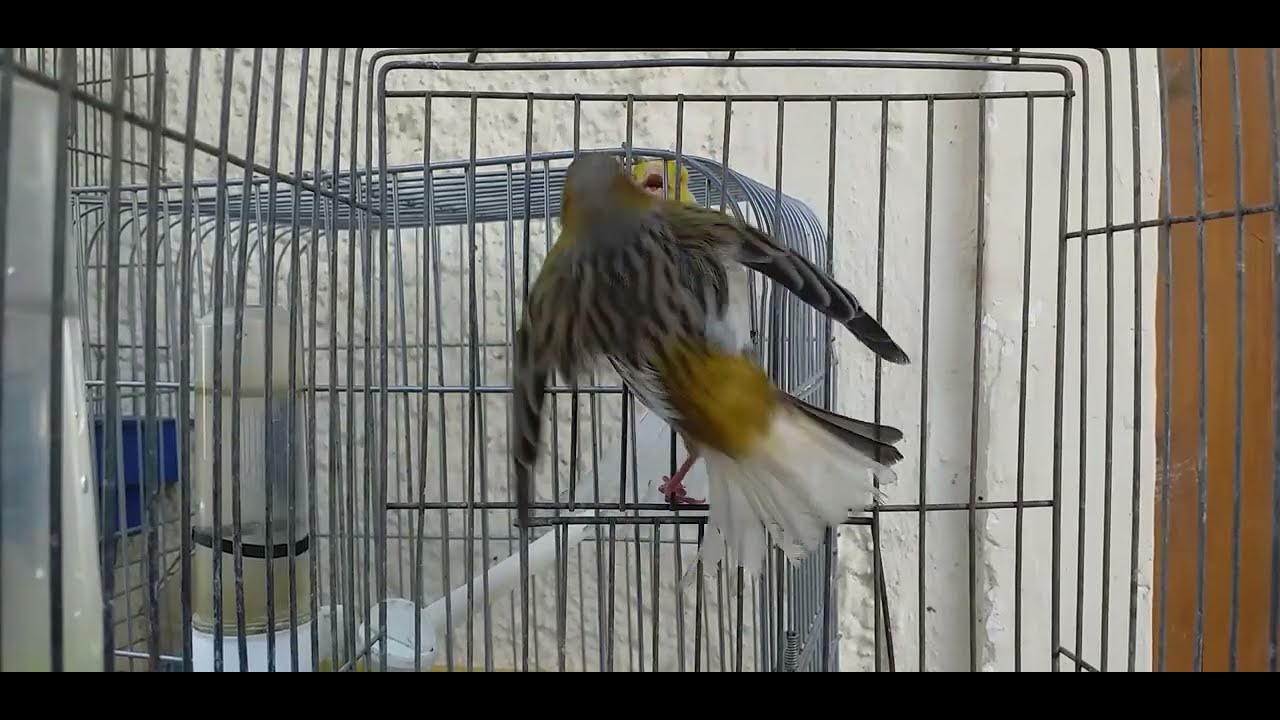 أفضل تغريد يجعل الكناري يرقص للتزاوج جرب و شاهد ما حصل