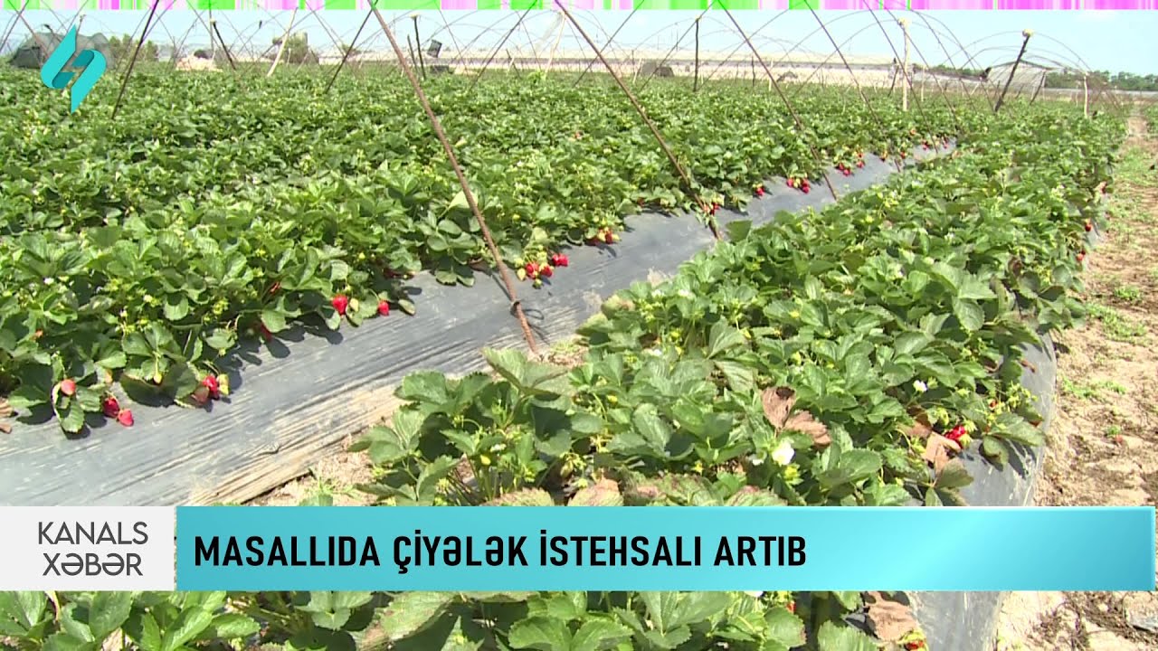 Masallıda çiyələkçilik intensiv şəkildə inkişaf etdirilir