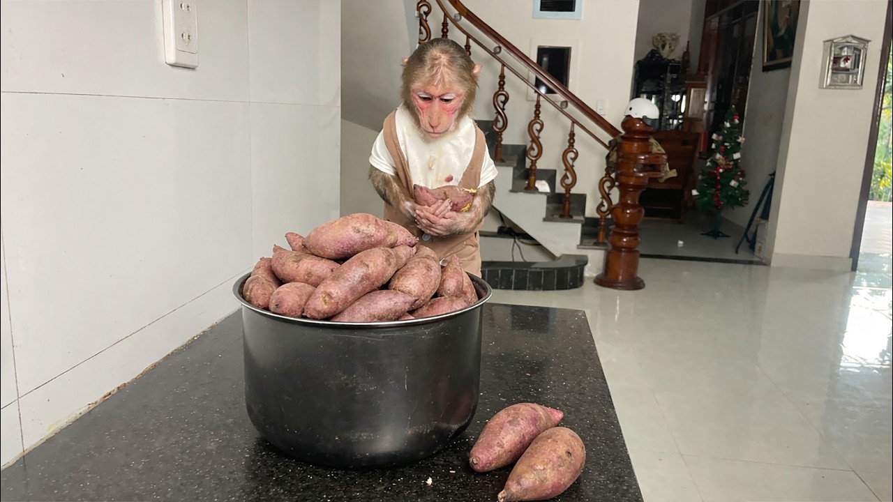 Super Chef Cubis Cleverly Boils Sweet Potatoes for Dad🍠