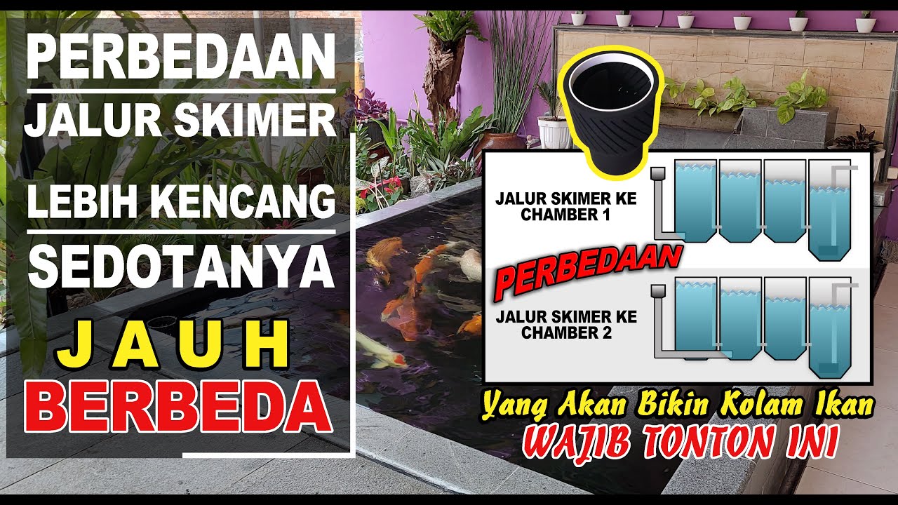 SKIMMER KOLAM IKAN KOI ⁉️ Perbedaan Jalur Skimmer Antar Chamber ‼️