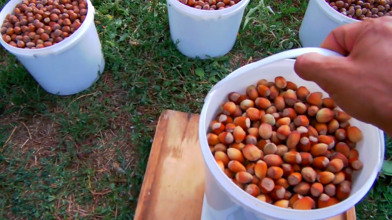 Фундук. Пирожок. Косфорд 11.09.21