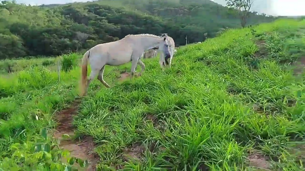 Mudando o gado de pasto  e só bençãos de Deus 🙏🙏 está chovendo bem graças a Deus 🙏🙏