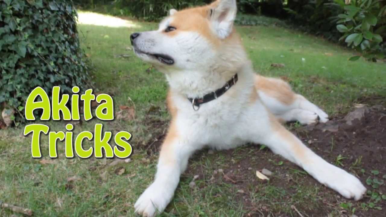 Akita ken 秋田犬 - Haku - tricks HD