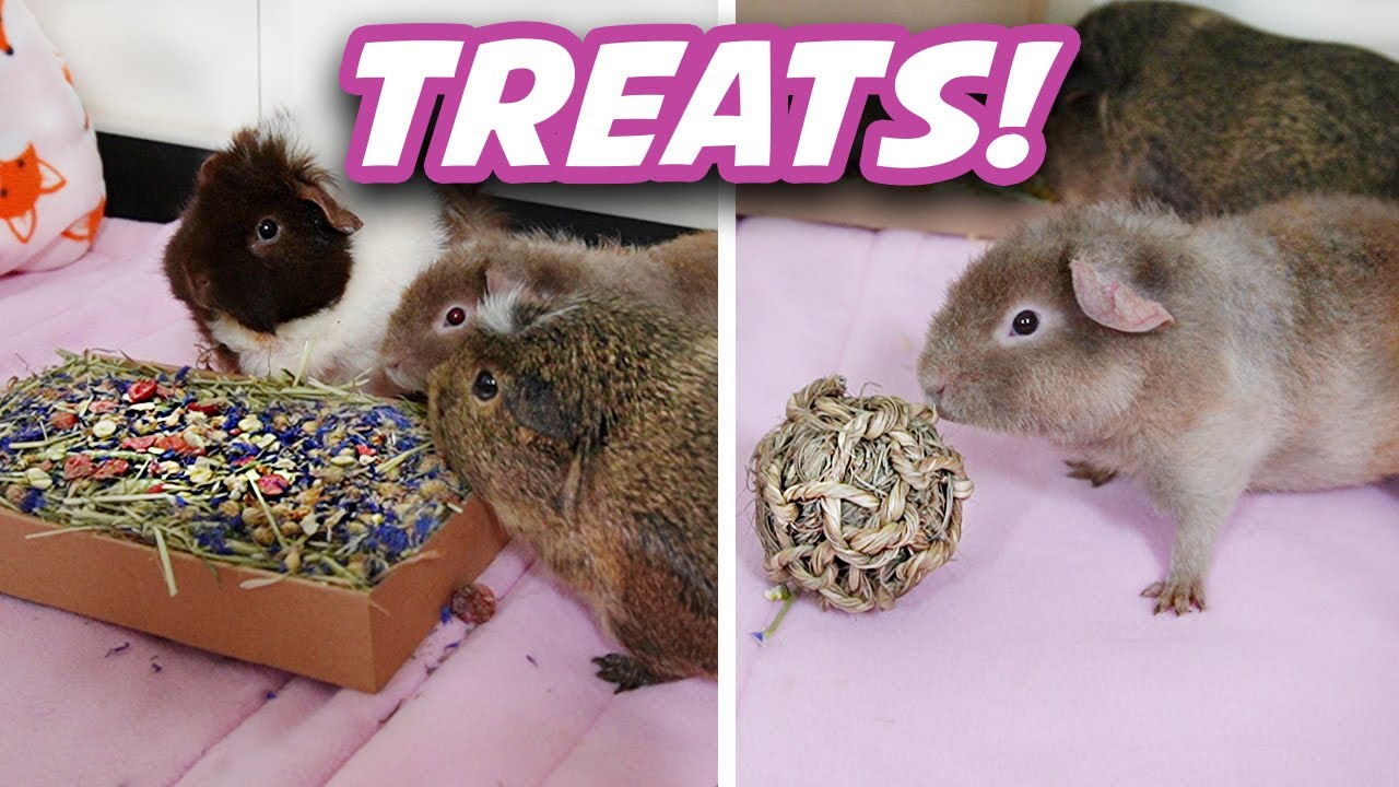 Guinea Pig Gourmet: Binky Pets Treats Taste Test! 🐹✨