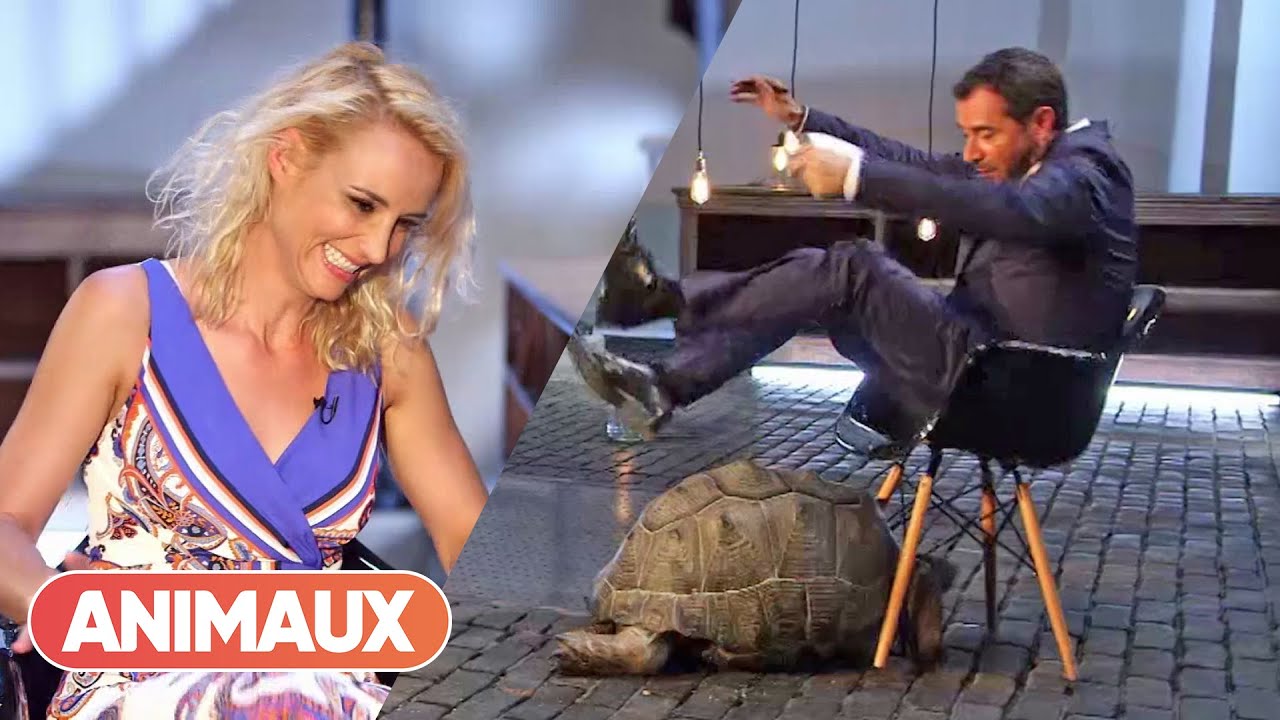 Cette Tortue Géante des Seychelles émerveille Élodie Gossuin