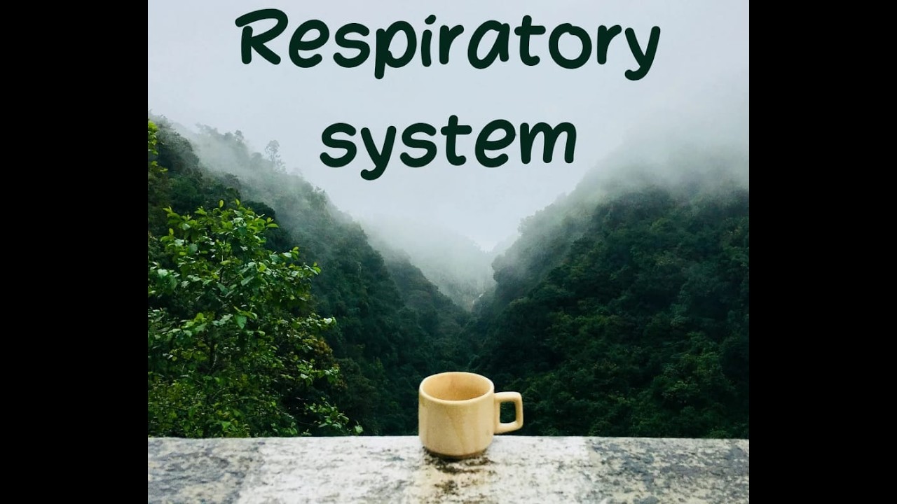 Respiratory System Part-3