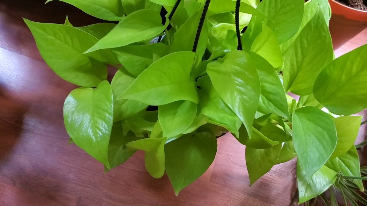 MY GROWING PLANTS WITH BABIES | DONNA JOSHI