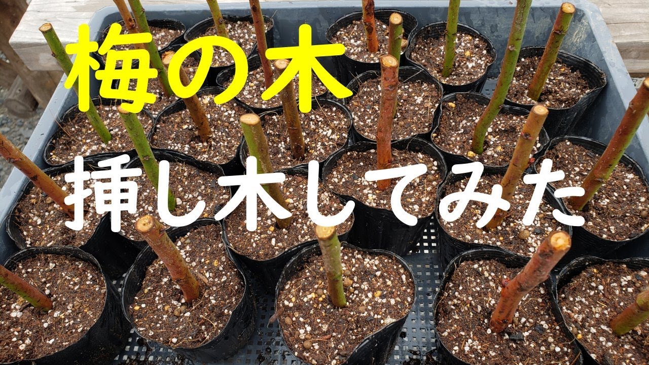 梅の木の挿し木をやってみた