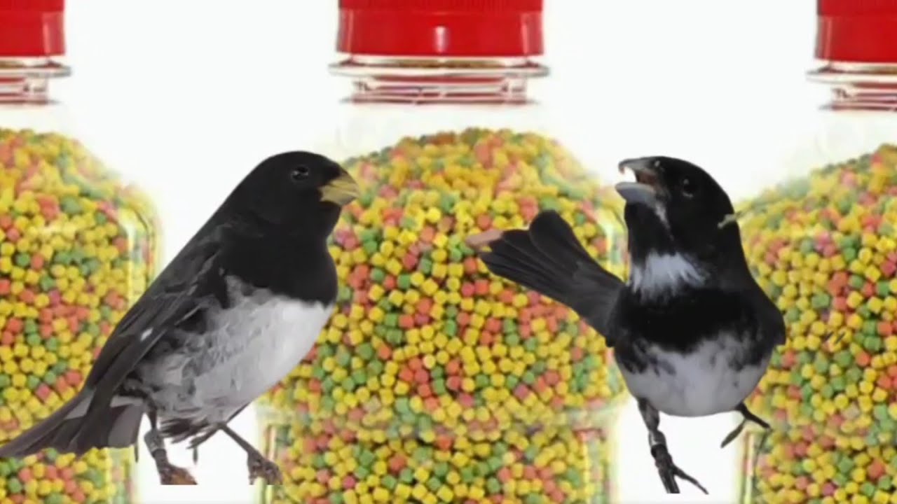 RAÇÃO EXTRUSADA ENGORDA ???...pega a dica