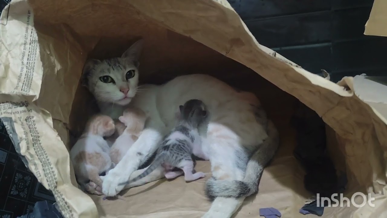 Post delivery day 3 