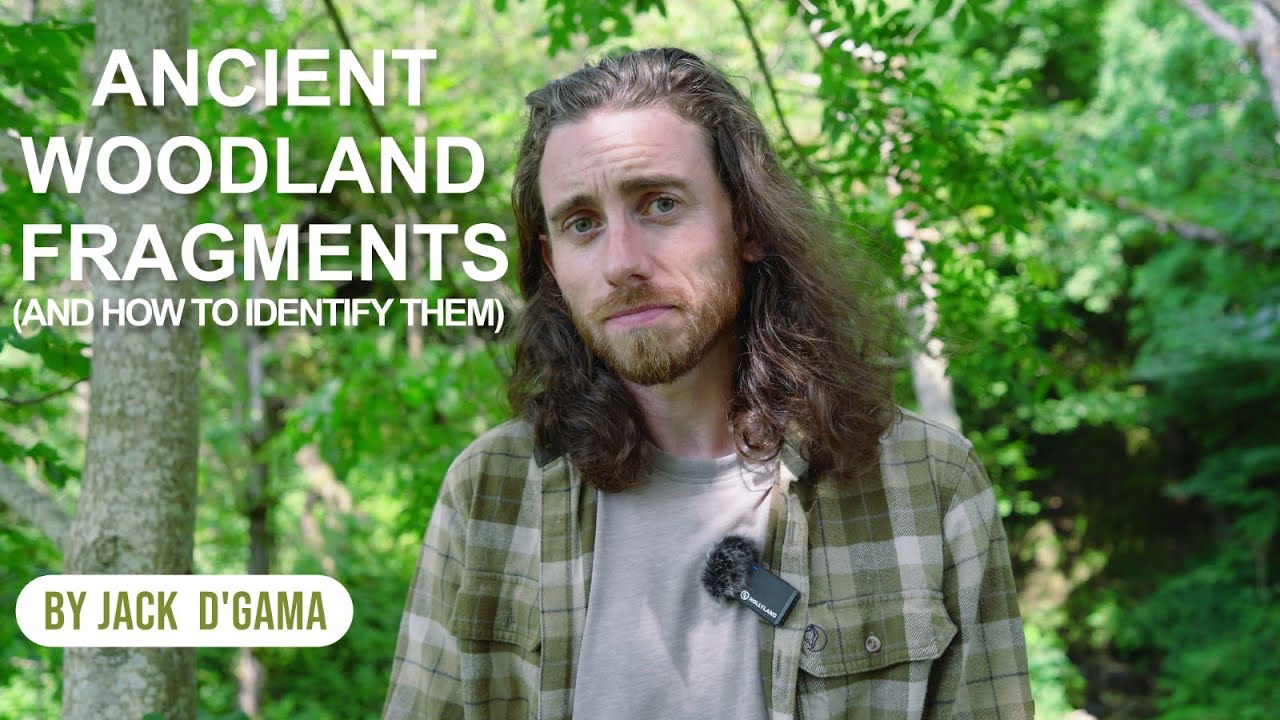 Ancient Woodland Fragments with Connor McKinnie