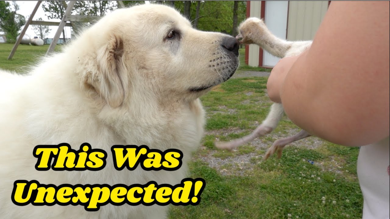 GUARD DOG Meets New EMU Chicks For The First Time!