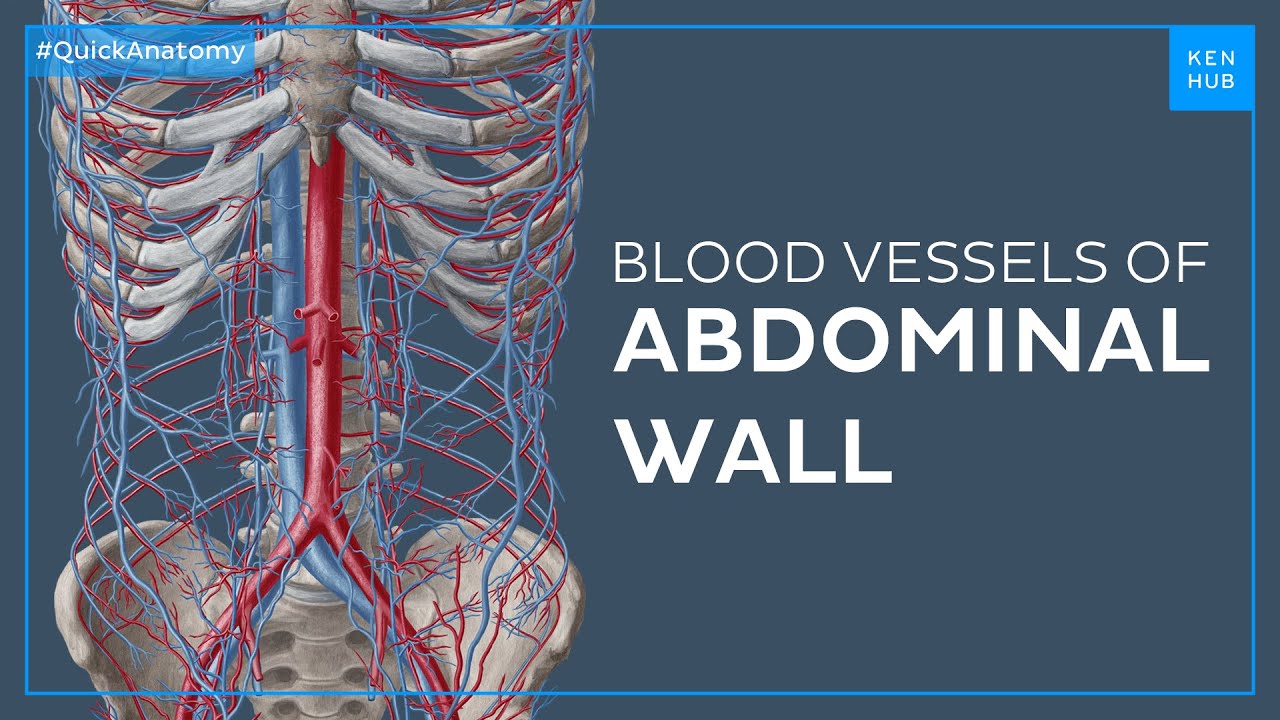 Major blood vessels of the abdominal wall - Quick Anatomy | Kenhub