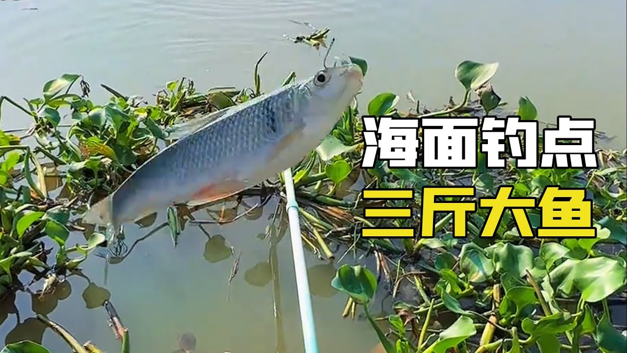 野釣大水面釣位！開局三斤大魚上鉤，刺激魚情難以想象