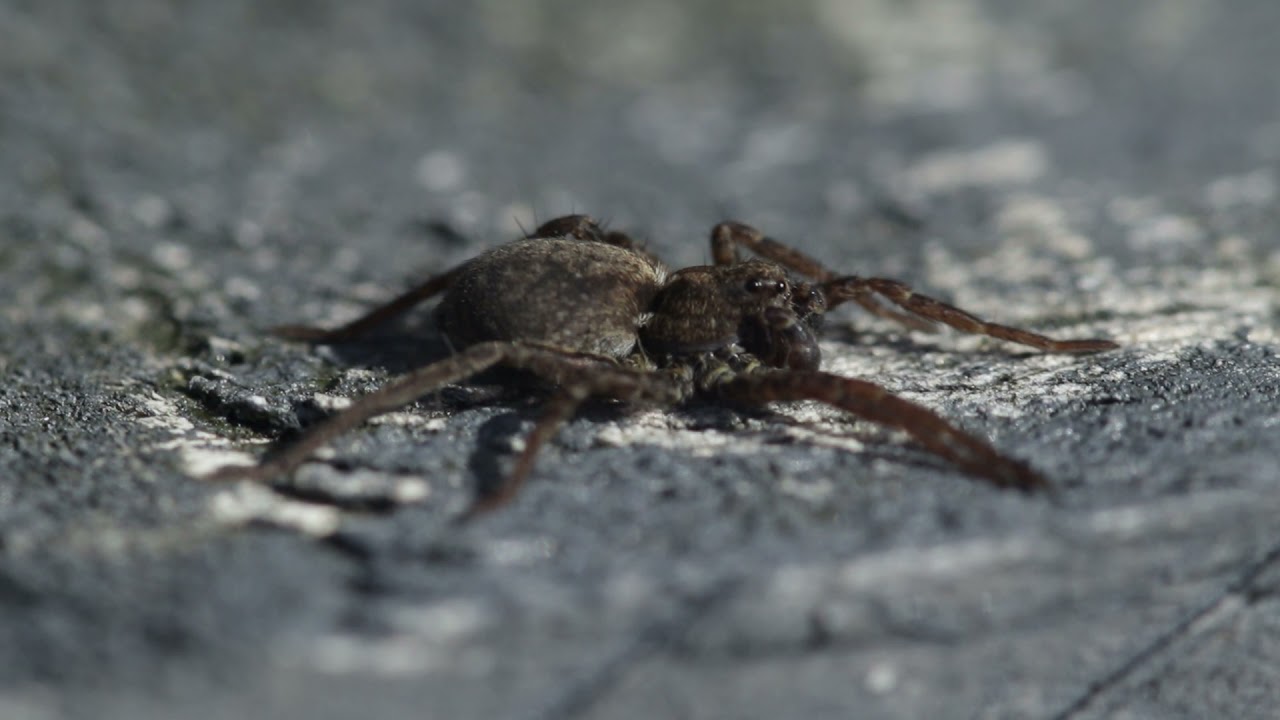 Garden blog - Spiders 29/03/2021