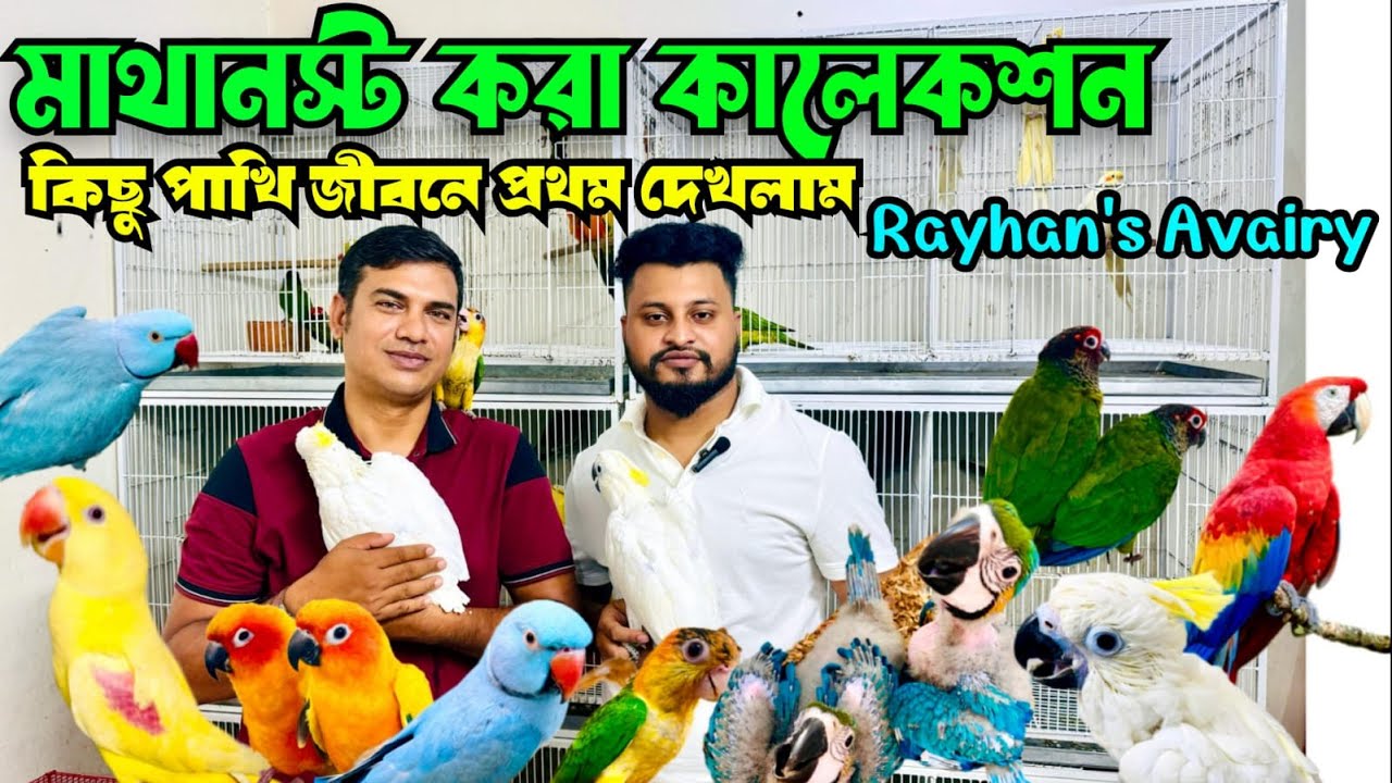 কাকাতুয়া ম্যাকাও লুটিনো এ্যালেক্স গ্রে প্যারট কি নেই | Rayhan's Aviary | বছরের সেরা কালেকশন